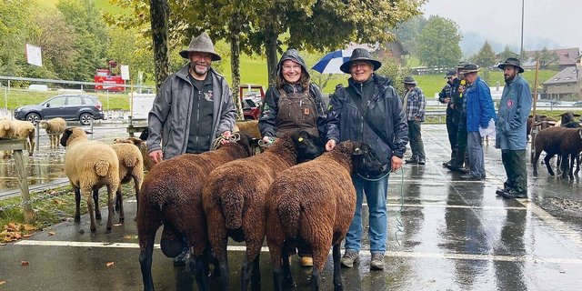 Sieger Betriebscup Schwarzbraunes Bergschaf SBS von Familie Betschart, Stalden.  
