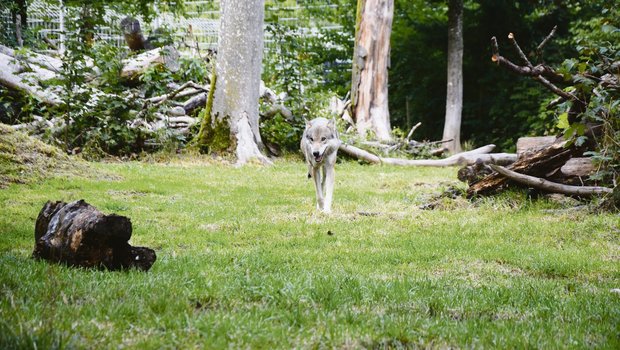 Diese Wölfin lebt im Berner Zoo. Ihr frei lebender Artgenosse M 76 ist unter Umständen tot. Belegt ist es nicht, aber das Gerücht kursiert breit. Wer riss dann aber vor zehn Tagen die Ziege in Schangnau?