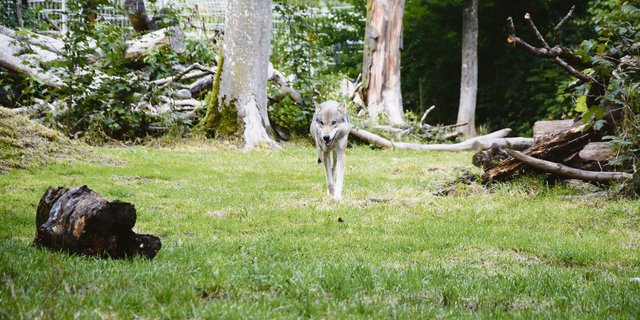 Diese Wölfin lebt im Berner Zoo. Ihr frei lebender Artgenosse M 76 ist unter Umständen tot. Belegt ist es nicht, aber das Gerücht kursiert breit. Wer riss dann aber vor zehn Tagen die Ziege in Schangnau?