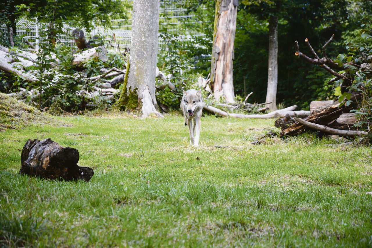 Diese Wölfin lebt im Berner Zoo. Ihr frei lebender Artgenosse M 76 ist unter Umständen tot. Belegt ist es nicht, aber das Gerücht kursiert breit. Wer riss dann aber vor zehn Tagen die Ziege in Schangnau?