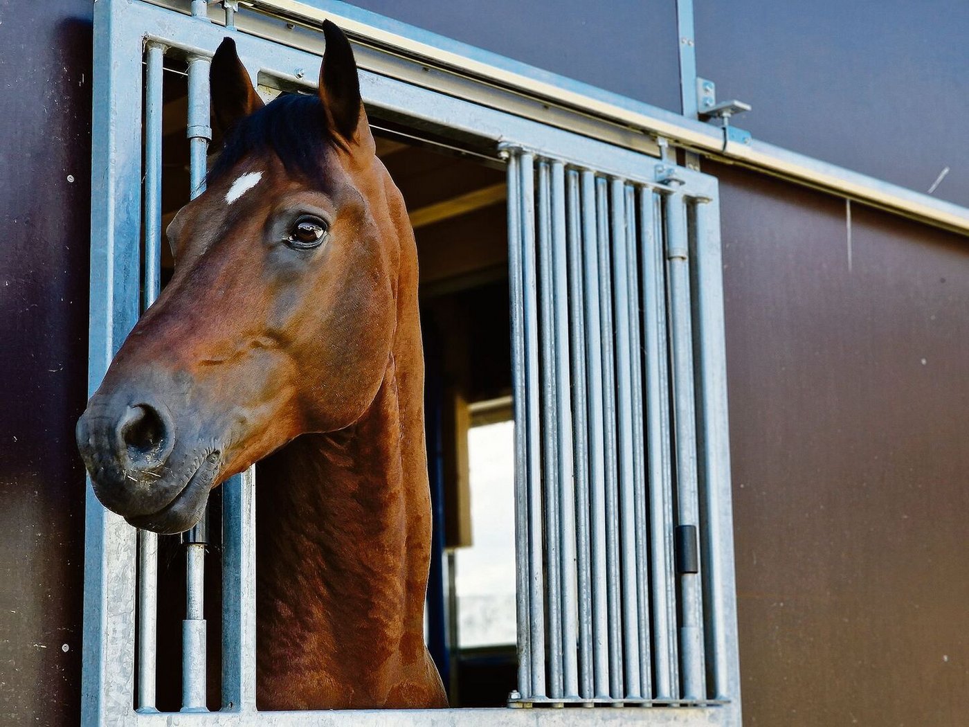 Der Inzuchtgrad der Freibergerpferde hat Relevanz für die Prämien, aber auch für die Gesundheit der Rasse.