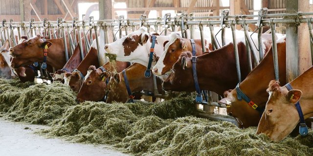 «Gesunde Tiere brauchen eine bedarfsgerechte Fütterung», sagt der ZBB. Die Genetik einer Herde könne nicht in einem Vierjahresprogramm politisch umgepolt werden.(Symbolbild Ruth Aerni)