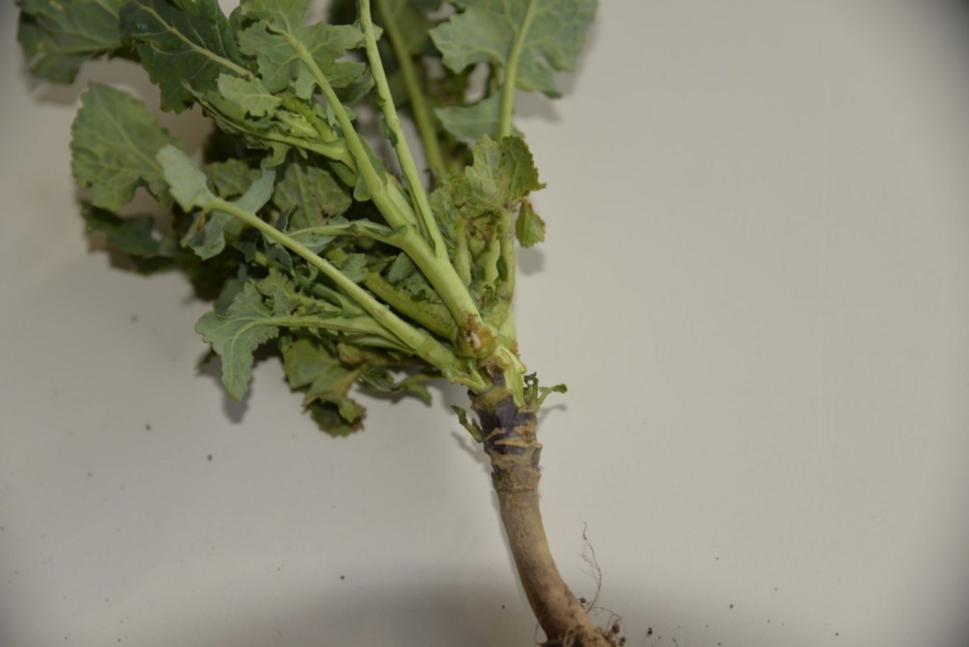 Eine Erdfloh-Larve frisst am Vegetationspunkt. (Bild: Katharina Scheuner)