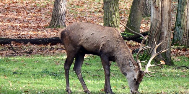 Über die geplanten Abschusszahlen von Hirschen herrscht Uneinigkeit. (Bild Pixabay)