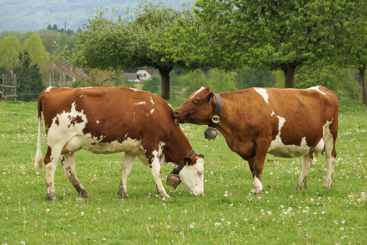 Auf den Schweizer Wiesen grasen immer weniger Milchkühe. Trotzdessen wird aber nicht weniger Milch produziert. (Bild BauZ)
