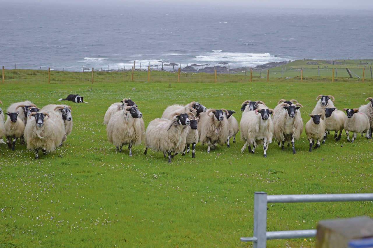 Blackface-Schafe sind robust und kommen mit dem harten Wetterbedingungen in Schottland klar. Zudem seien die weiblichen Schafe gute Mütter, so der Crofter Scott MacRury. (Bild asa)