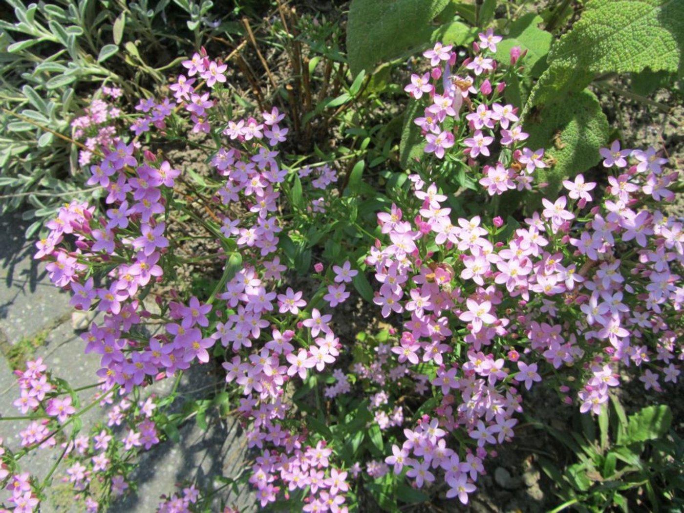 Tausendgüldenkraut sieht hübsch aus und ist für seine stärkende, verdauungsfördernde und fiebersenkende Wirkung bekannt. (Bild zi)
