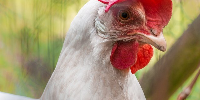 Das BLV rät, für Geflügel den Zugang zum Aussenklimabereich zu beschränken und die Tiere gut zu beobachten. (Bild  Heidelbergerin / Pixabay)