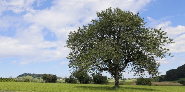 Prägen die Landschaft und sind gut für die Biodiversität: Hochstammbäume. (Bild lid)