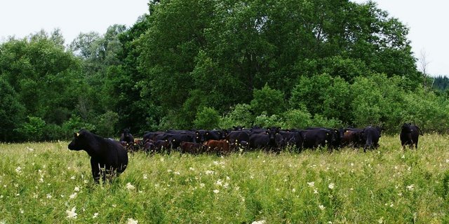 Eine Angus-Herde in den weiten Ebenen Estlands. Diese Herde produziert auch Fleisch für «Baltic Grassland Beef»». Dieses Projekt führt zu Ängsten und Kritik bei Schweizer Mutterkuhhaltern. (Bild: Hans Rüssli)