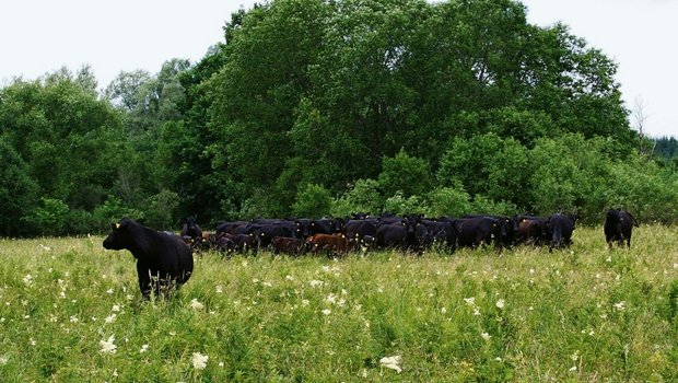 Eine Angus-Herde in den weiten Ebenen Estlands. Diese Herde produziert auch Fleisch für «Baltic Grassland Beef»». Dieses Projekt führt zu Ängsten und Kritik bei Schweizer Mutterkuhhaltern. (Bild: Hans Rüssli)