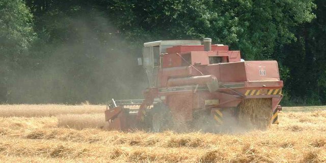 Es muss weiterer Weizen deklassiert werden. (Bild Bauz)