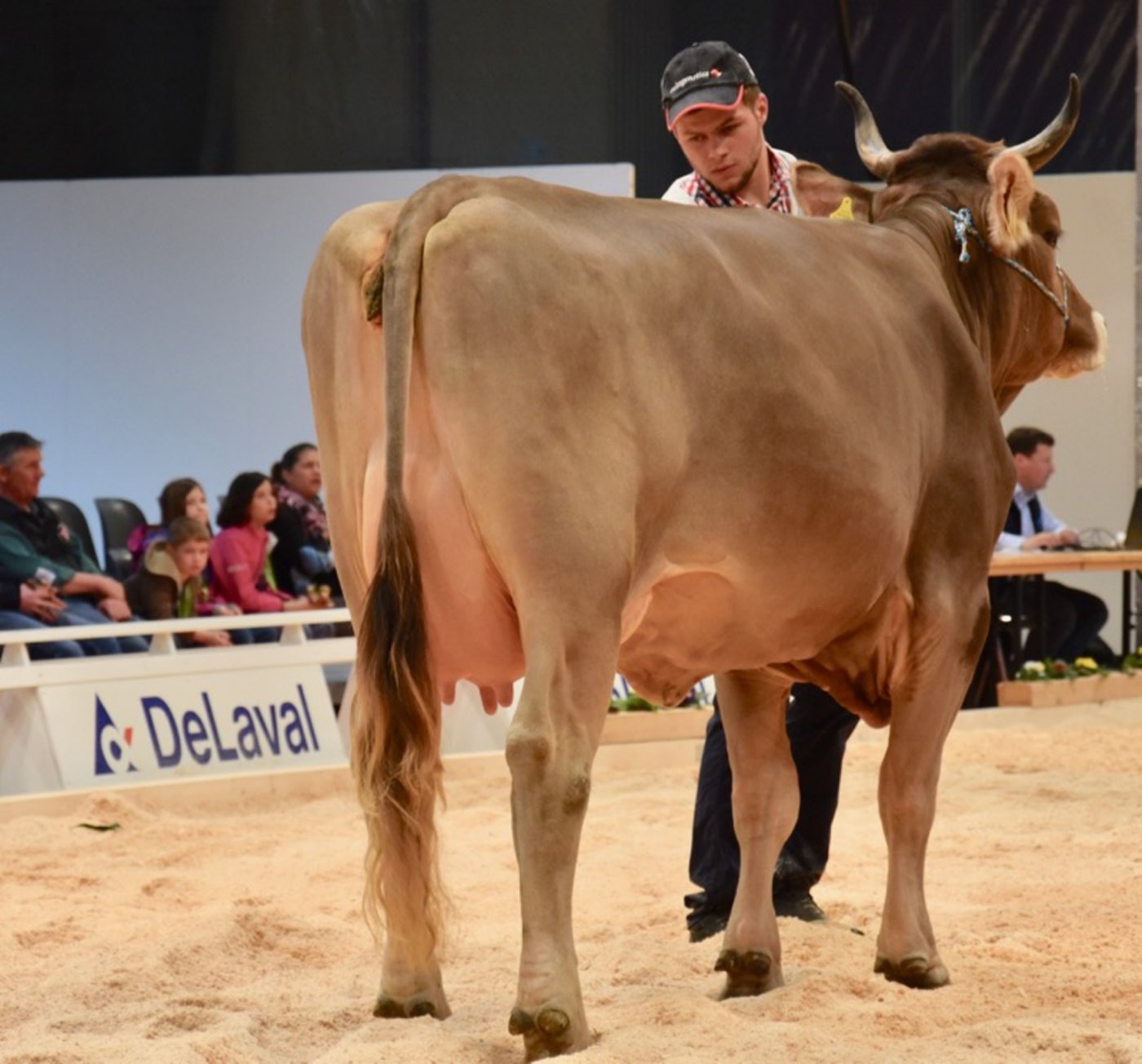 Siegerin der ersten Abteilung: Windus Willow, Felix Honegger, Hinwil ZH.
