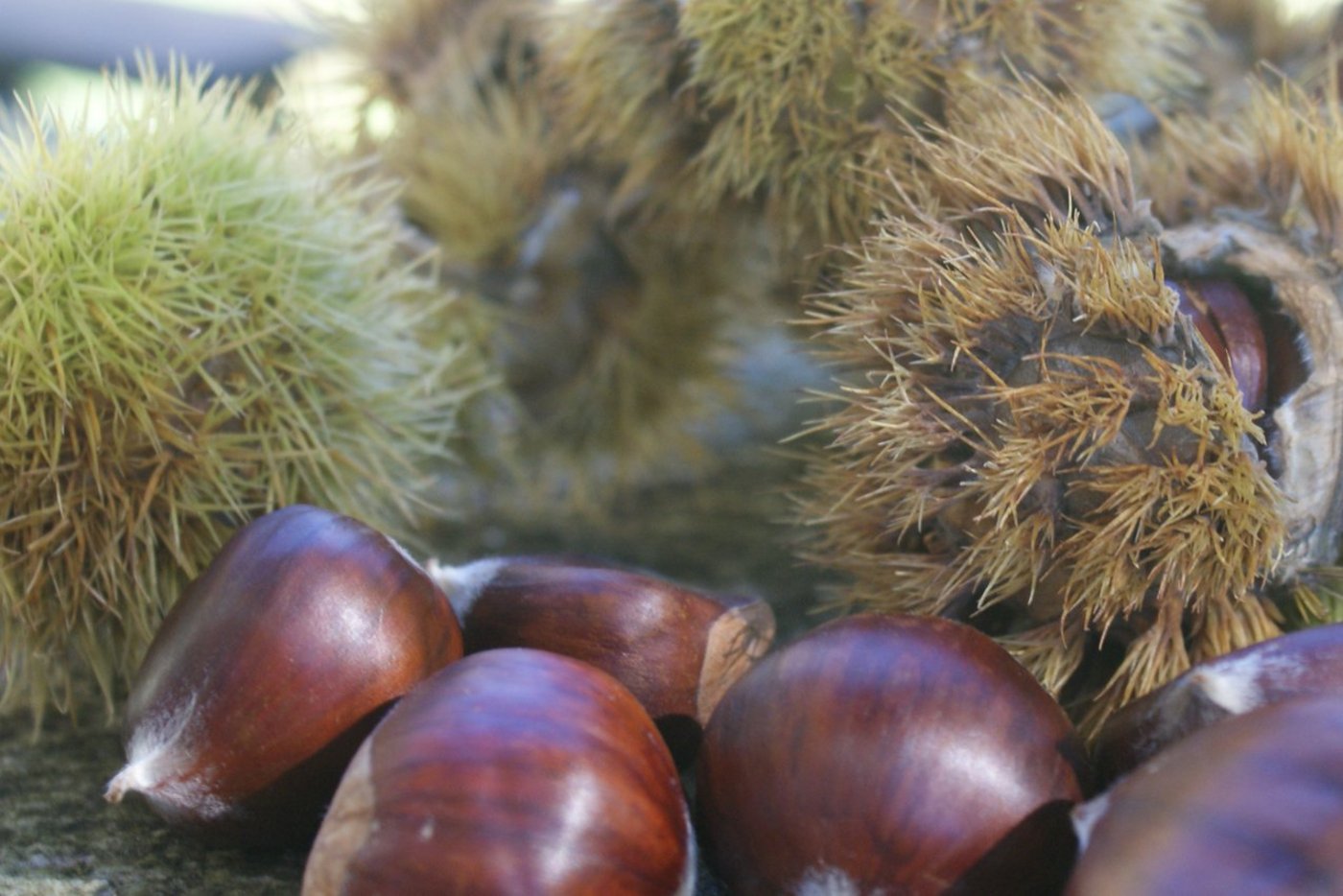 Die Kastanienernte im Tessin wird sich heuer auf rund 1,5 Tonnen belaufen. In einem Normaljahr werden im Bergell  zwischen 4 und 6 Tonnen geerntet. (Bild: Brigitte Weidmann)