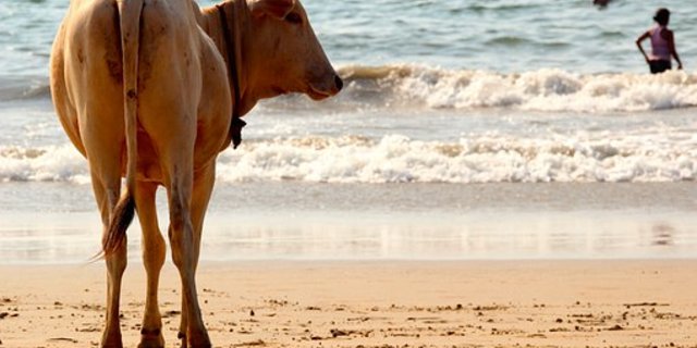 Der Teilstaat Kerala will sich gegen das Verbot zur Wehr setzen. (Bild Pixabay)