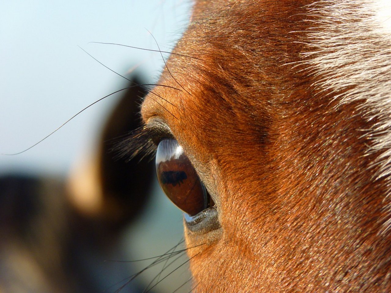 Der mutmassliche Tierquäler von Hefenhofen TG hat nebst den rund 300 auf seinem Hof beschlagnahmten Tieren weitere 19 Rinder und 53 Pferde in Graubünden. (Symbolbild Pixabay)