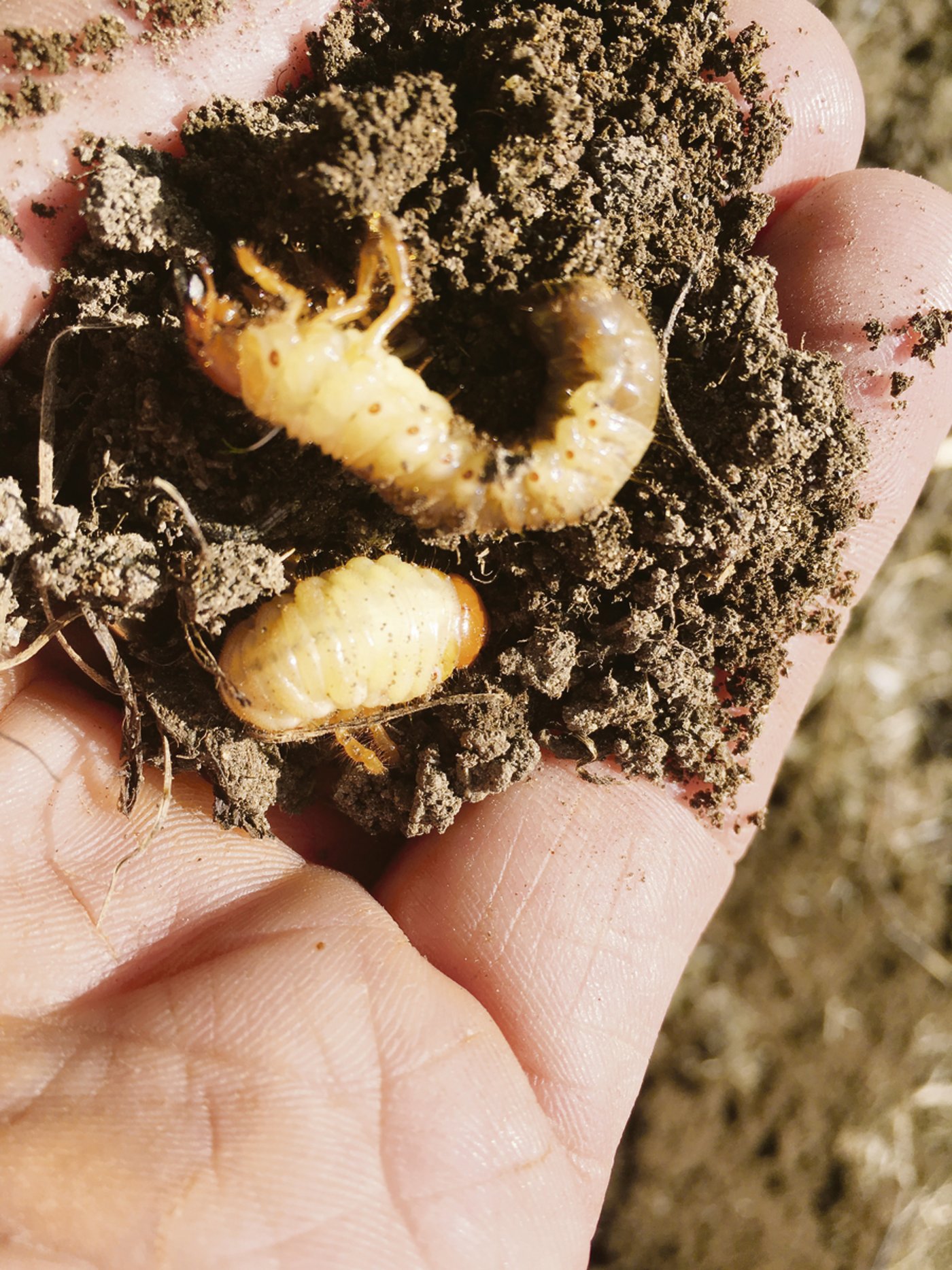 Im Frühling bis 400 pro m2: Engerlinge in Gurtnellen.