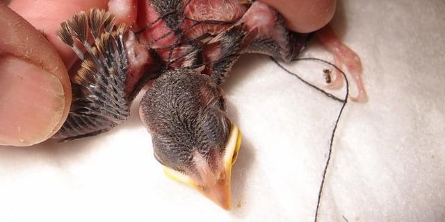 Dieser junge Haussperling hatte sich in einem Faden verheddert, welchen seine Eltern als Nistmaterial eingetragen hatten. Glücklicherweise wurde die Not des Nestlings rechtzeitig entdeckt, und er konnte befreit werden. (Bild Vogelwarte)