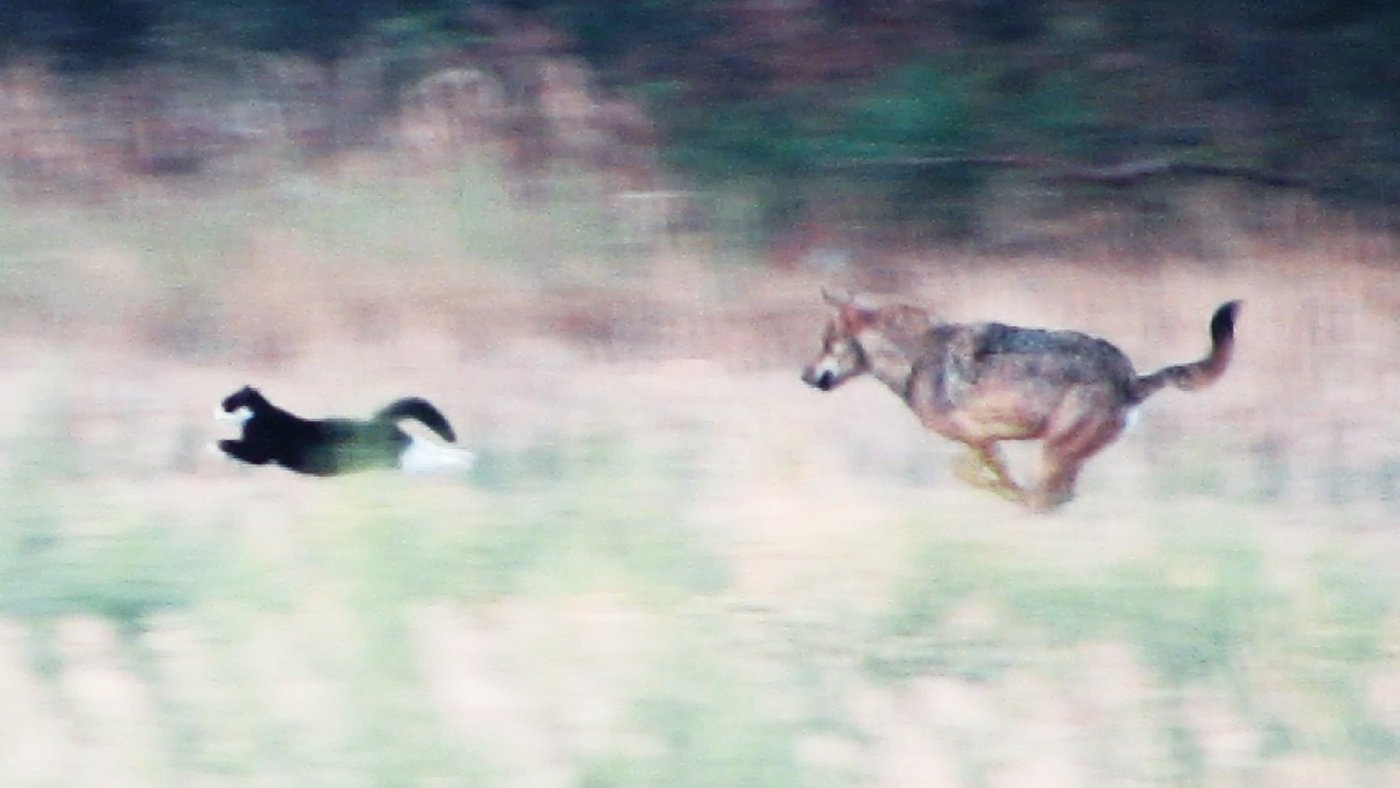Die Katze auf der Flucht vor dem Wolf. (Bild Deutsche Jagdzeitung)