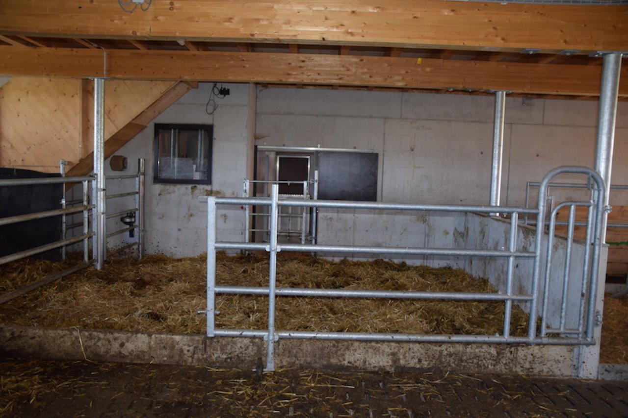 Die Abkalbebox ist angegliedert zum Melkstand und zum Rest der Kühe.