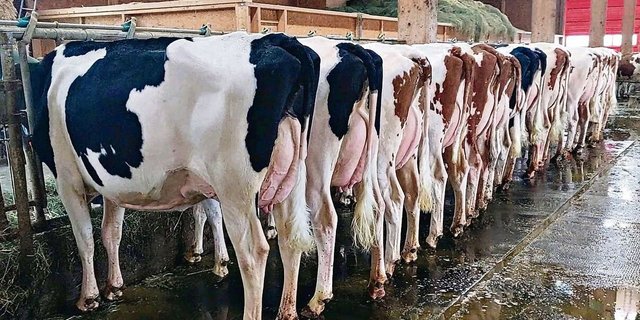 Die Tiere auf dem Praktikumsbetrieb von Eliane Geissbühler wurden erfolgreich bewertet.