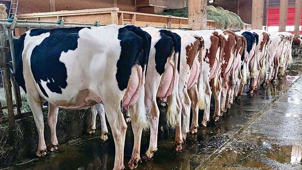 Die Tiere auf dem Pr Die Tiere auf dem Praktikumsbetrieb von Eliane Geissbühler wurden erfolgreich bewertet.