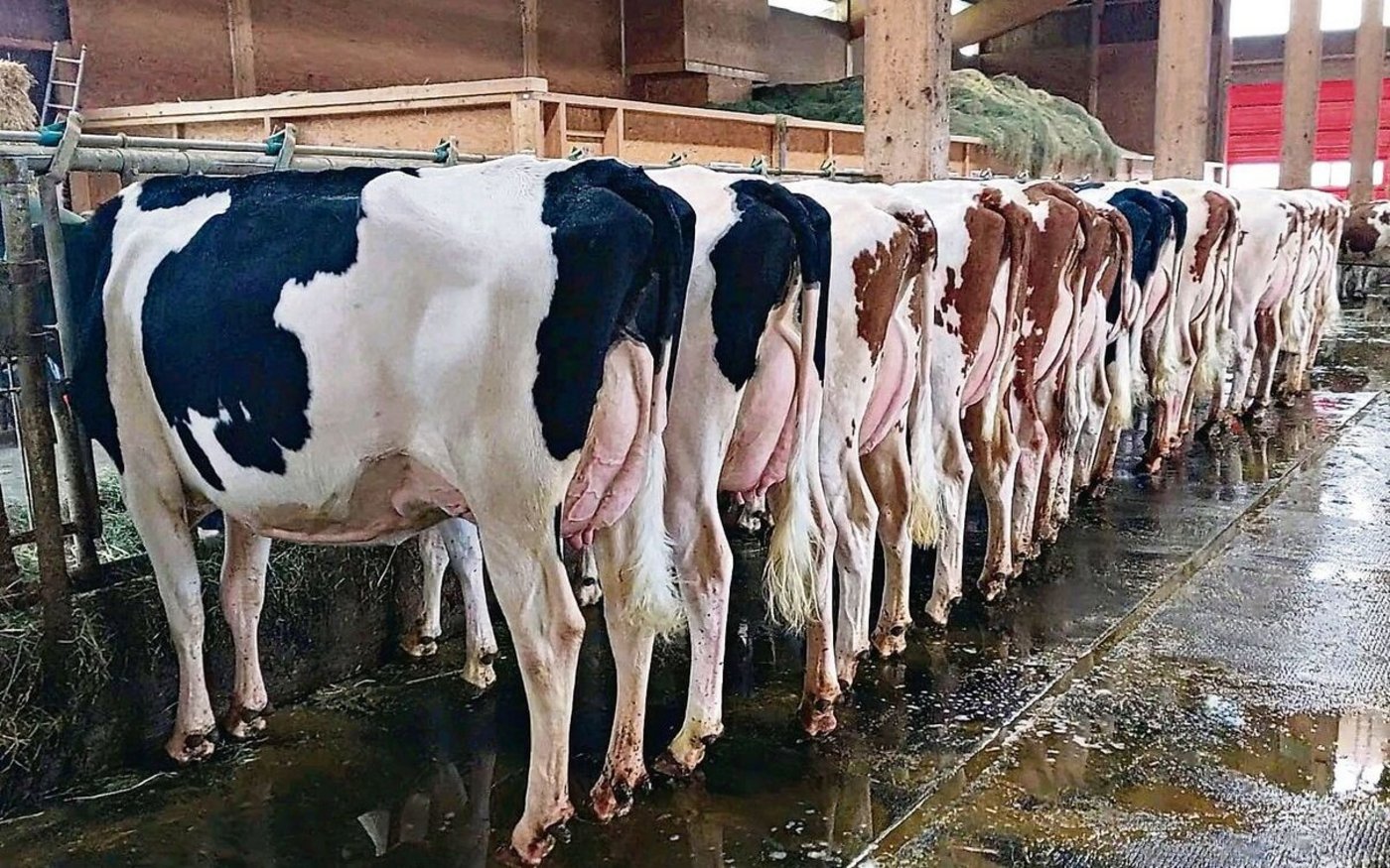 Die Tiere auf dem Praktikumsbetrieb von Eliane Geissbühler wurden erfolgreich bewertet.