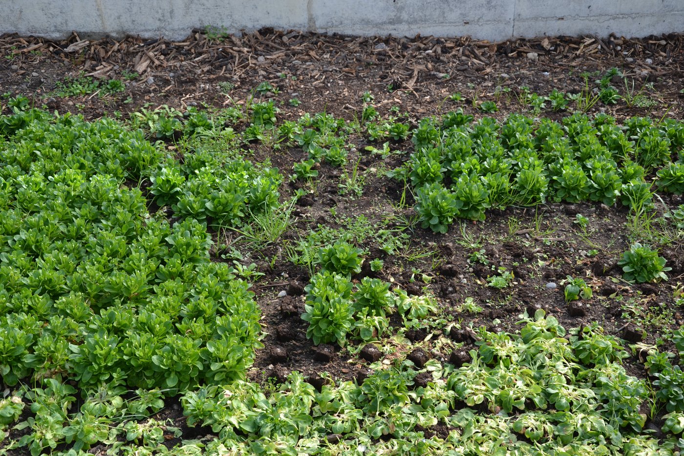 Der Nüsslisalat wächst, obwohl die Erdwürfelchen der Wurzelballen nicht eingegraben sind – eine Besonderheit. (Bild jsc)