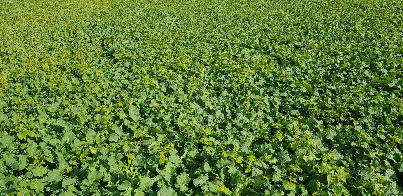 Buchweizen läuft als Begleitpflanze zuerst im Raps auf. (Bild Markus Kneubühl)