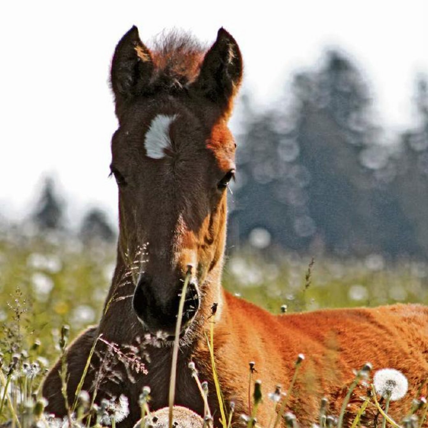 Ein Fohlen, das geboren wird, sollte geplant werden, will man die Inzuchtproblematik beim Freiberger nicht weiter ansteigen lassen. (Bild Simone Barth)