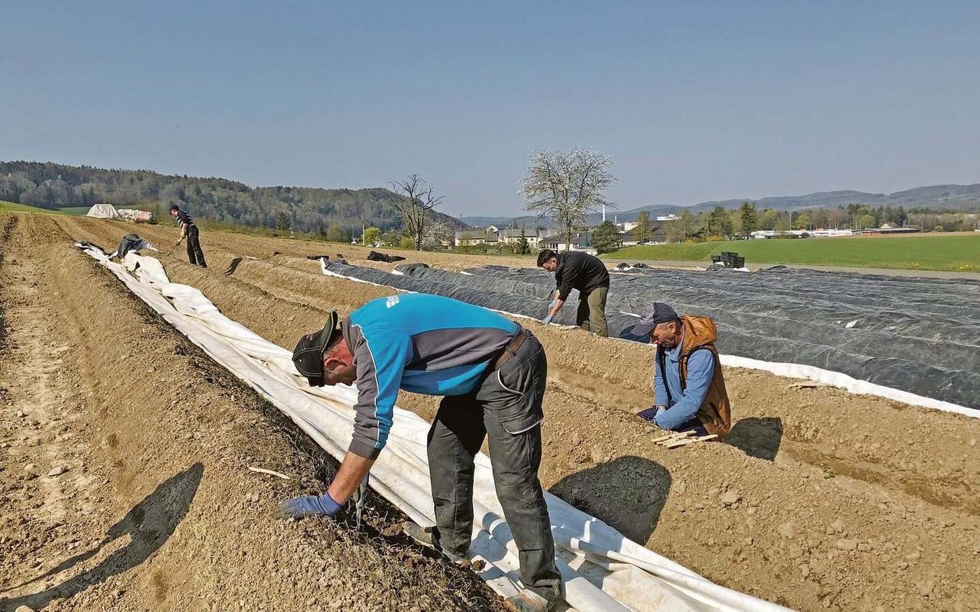 Gerade der Gemüsebau, auf dem Bild die Spargelernte, ist auf viele Helfer angewiesen und die Arbeitszeit richtet sich nach der anfallenden Ernte.
