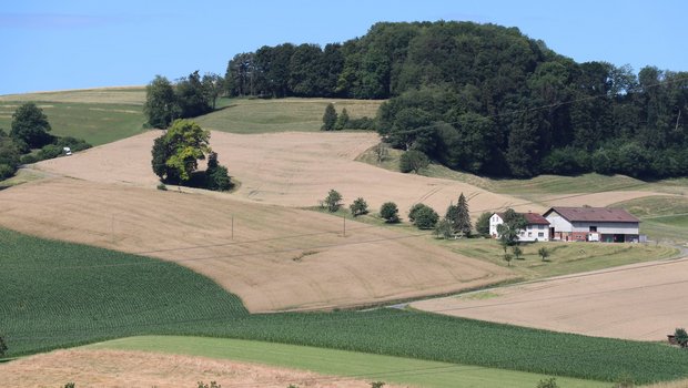 In der 4. Auflage "Optimale Fruchtfolgen im Feldbau" wurden unter anderem die Anbaupausen revidiert. Neu sollte beispielsweise Weizen nur noch alle 2 Jahre in der Folge angebaut werden. Bei Mais ohne Bodenschutzmassnahmen ändert sich die Anbaupause von 2/3 auf 3/5. (Bild BauZ)