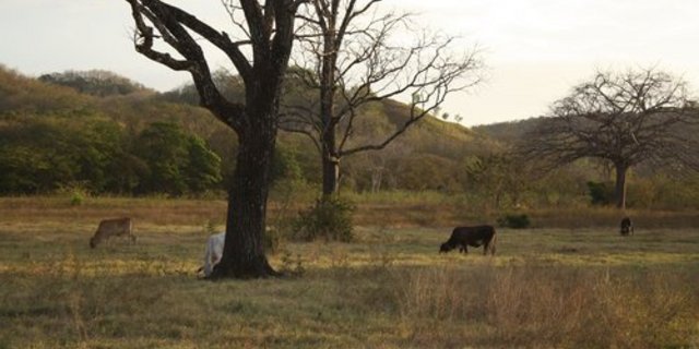 Die Dürre in Guatemala lässt Tiere verenden und führt zu grossen Ernteausfällen. (Bild: ji)