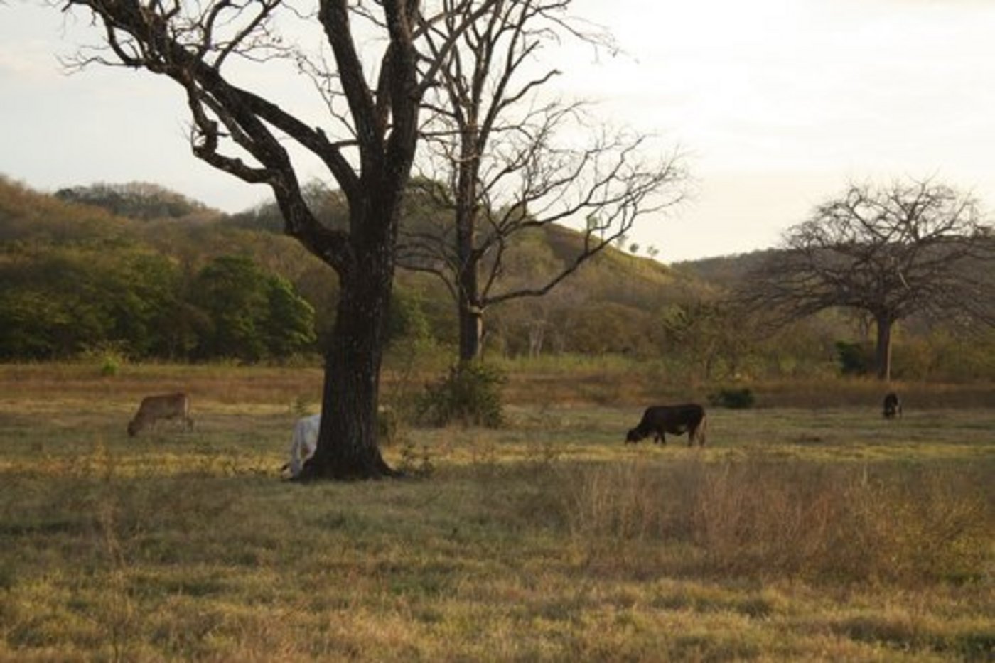 Die Dürre in Guatemala lässt Tiere verenden und führt zu grossen Ernteausfällen. (Bild: ji)