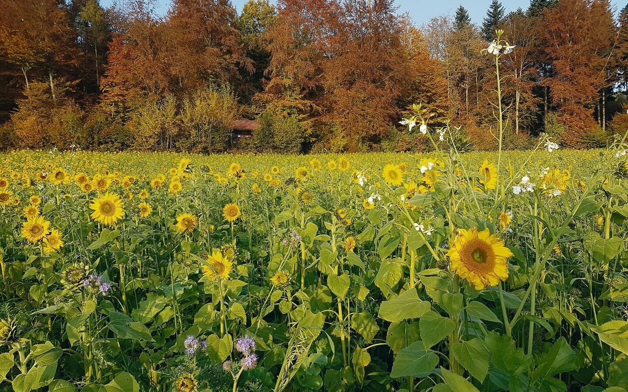 Die gut entwickelte Gründüngung kann vor dem Winter noch Energie tanken und in Form von Biomasse über- und unterirdisch speichern.