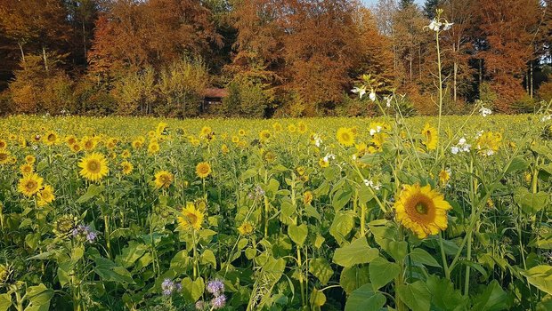 Die gut entwickelte Gründüngung kann vor dem Winter noch Energie tanken und in Form von Biomasse über- und unterirdisch speichern.