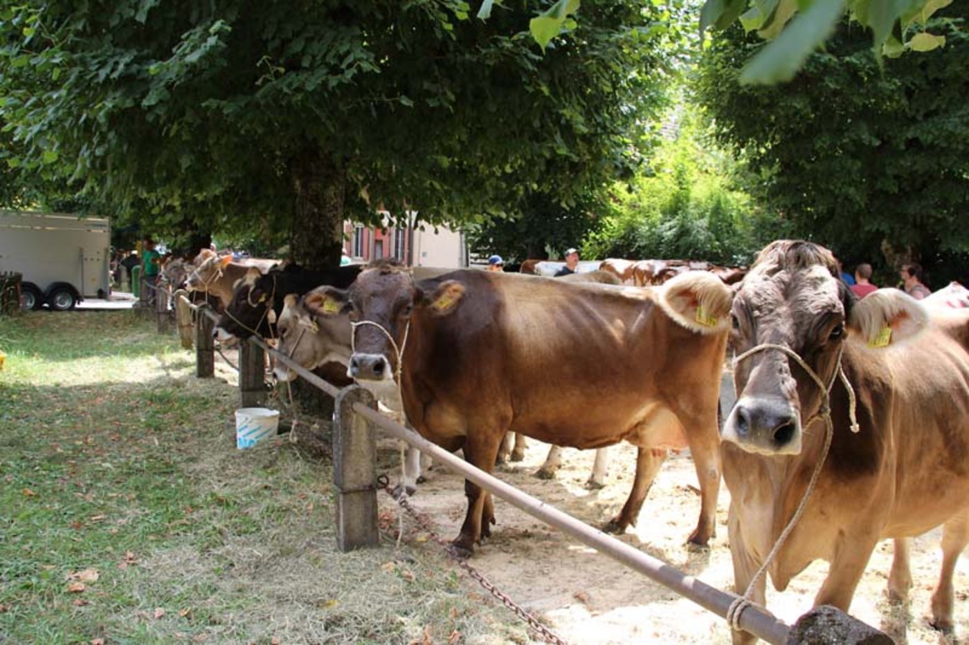 Auch das Braunvieh wartet auf die Auktion.
