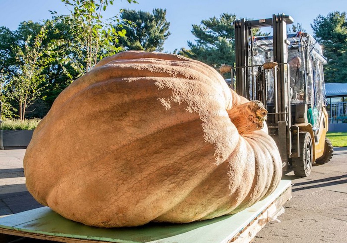Dieses Exemplare wiegt 1146 Kilogramm. Angebaut hatten ihn zwei Farmer aus dem Bundesstaat Wisconsin. (Bild NYBG)