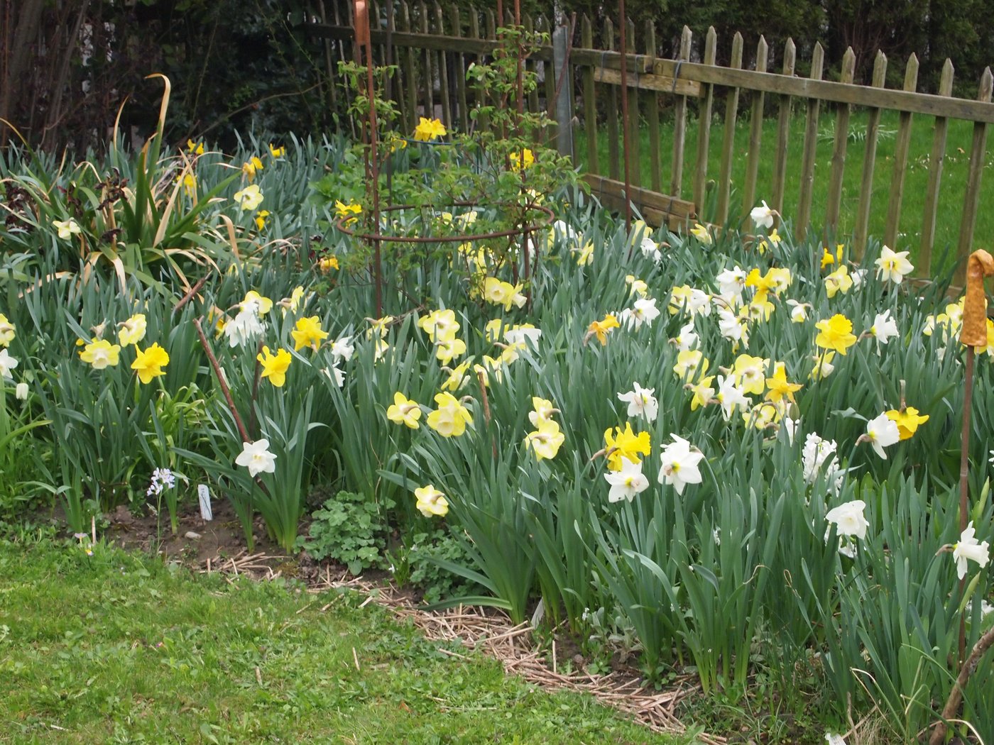 Narzissen gehören zu den dauerhaften Zwiebelpflanzen, an welchen man jahrenlang Freude haben kann.