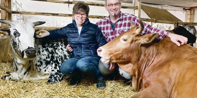 Das Ehepaar Gmür hatte nach einer kleinen, ruhigen und genügsamen Rinderrasse gesucht. Mit den Original Zwergzebus wurden sie vor acht Jahren fündig.(Bilder Alexandra Stückelberger)