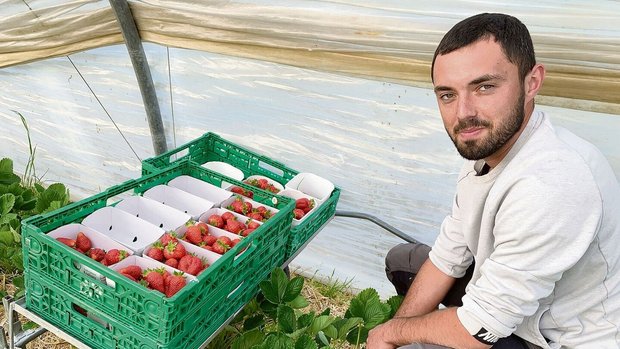 Lukasz Portka aus Polen beim Ernten von Erdbeeren im Folientunnel.