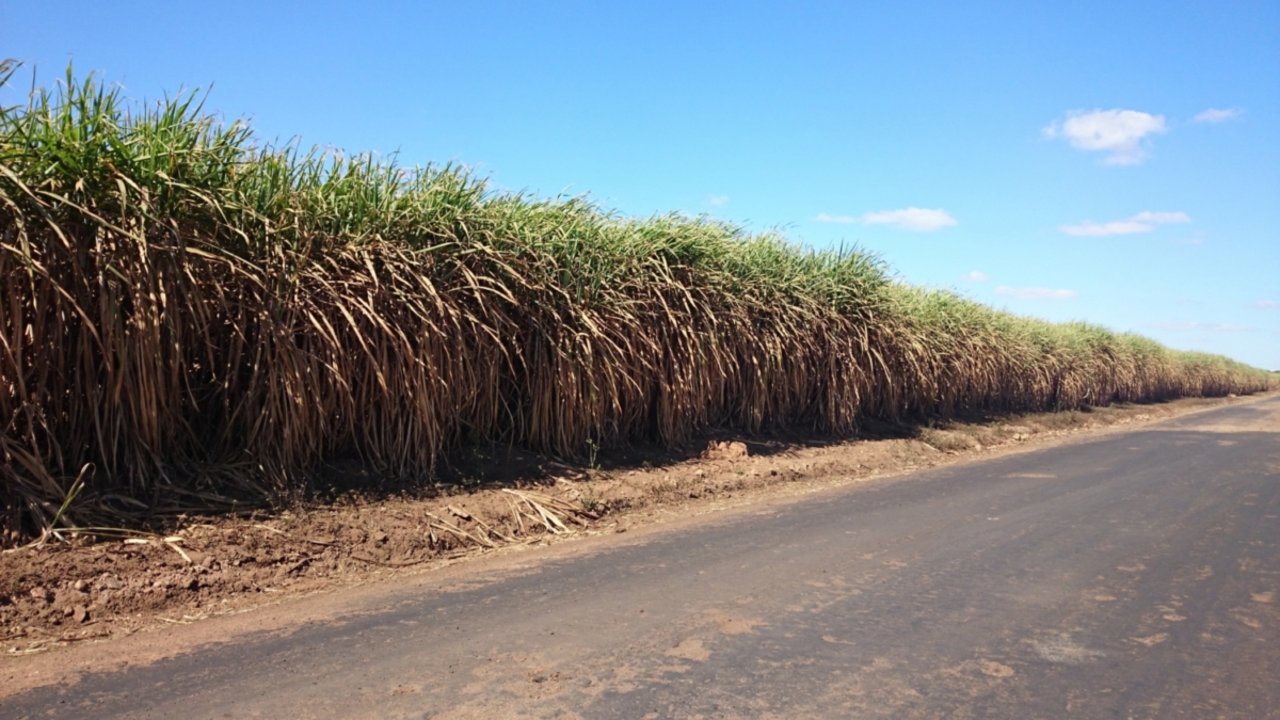 Monokultur soweit das Auge reicht: Zuckerrohranbau auf 20'000 Hektar in der fruchtbaren Kafue Flussebene.