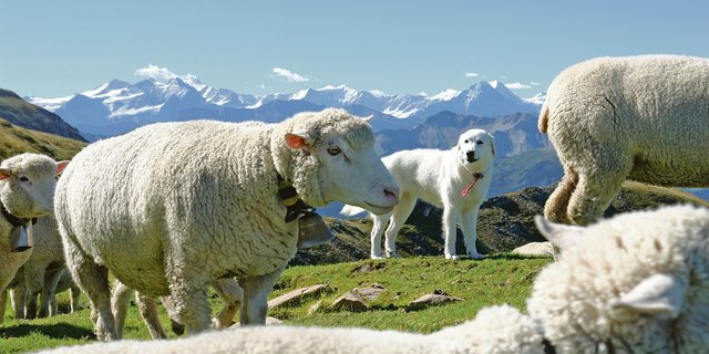 Der Schutzhund ist gefragt. Es wird ein Anstieg der Wolfspopulation erwartet, damit steigt der Druck auf Nutztiere und ihre Halter weiter.(Symbolbild Aline Küenzi)