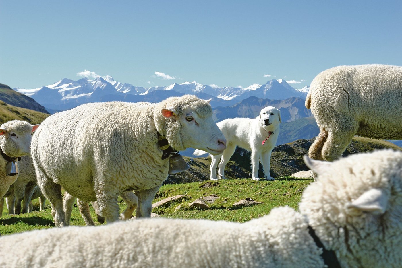 Der Schutzhund ist gefragt. Es wird ein Anstieg der Wolfspopulation erwartet, damit steigt der Druck auf Nutztiere und ihre Halter weiter.(Symbolbild Aline Küenzi)