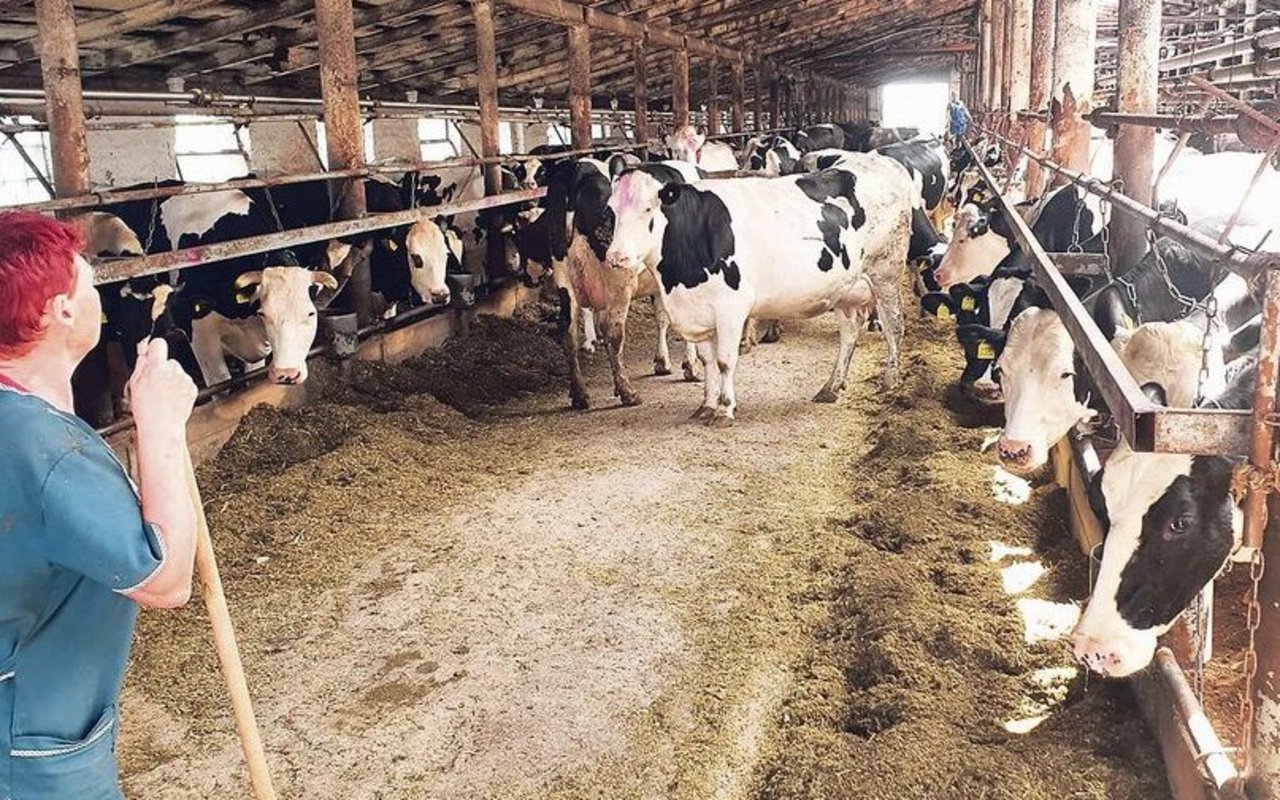 Der Beratungsdienst Future Farmers wurde von einem russischen Betrieb gebeten, die Milchproduktion zu sanieren.