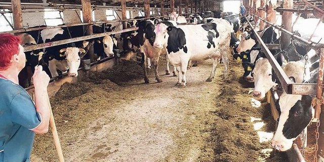 Der Beratungsdienst Future Farmers wurde von einem russischen Betrieb gebeten, die Milchproduktion zu sanieren.