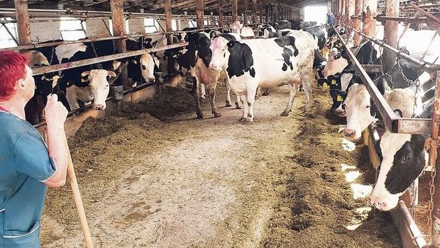 Der Beratungsdienst Der Beratungsdienst Future Farmers wurde von einem russischen Betrieb gebeten, die Milchproduktion zu sanieren.