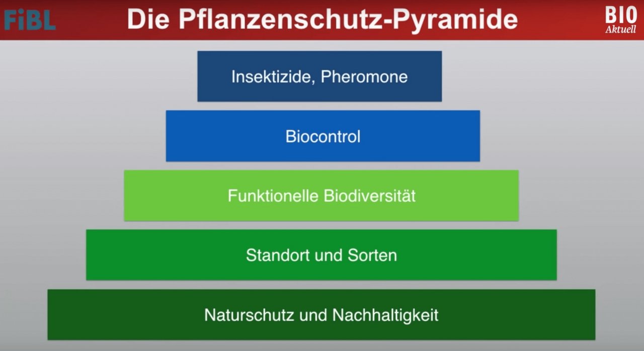 Das Video erläutert die einzelnen Stufen der Pflanzenschutzpyramide von der Basis bis zur Spitze. (Bild Screenshot FiBL-Video)