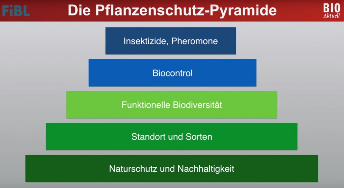 Das Video erläutert die einzelnen Stufen der Pflanzenschutzpyramide von der Basis bis zur Spitze. (Bild Screenshot FiBL-Video)