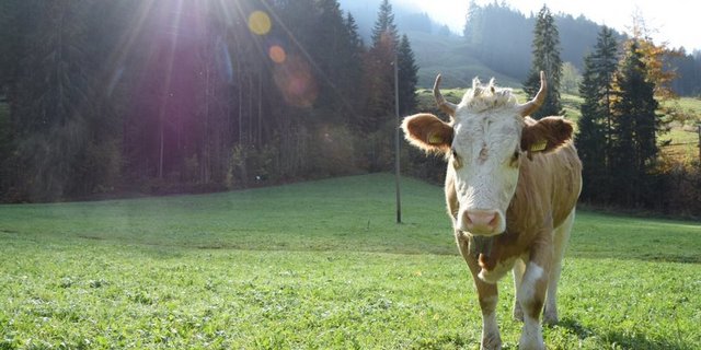 Das Label versichert, dass das Produkt von Kühen mit Horn kommt. (Bild Katrin Erfurt)